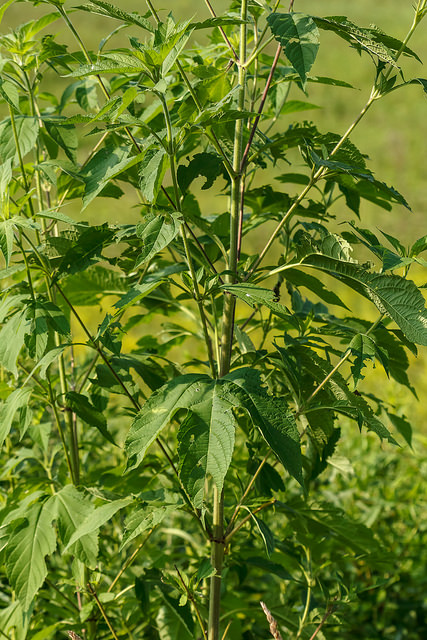 giant ragweed 2 – GRO Big Red