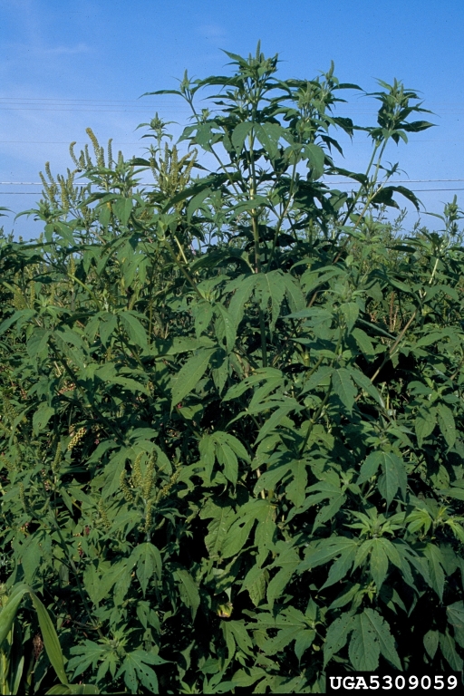 giant ragweed – GRO Big Red