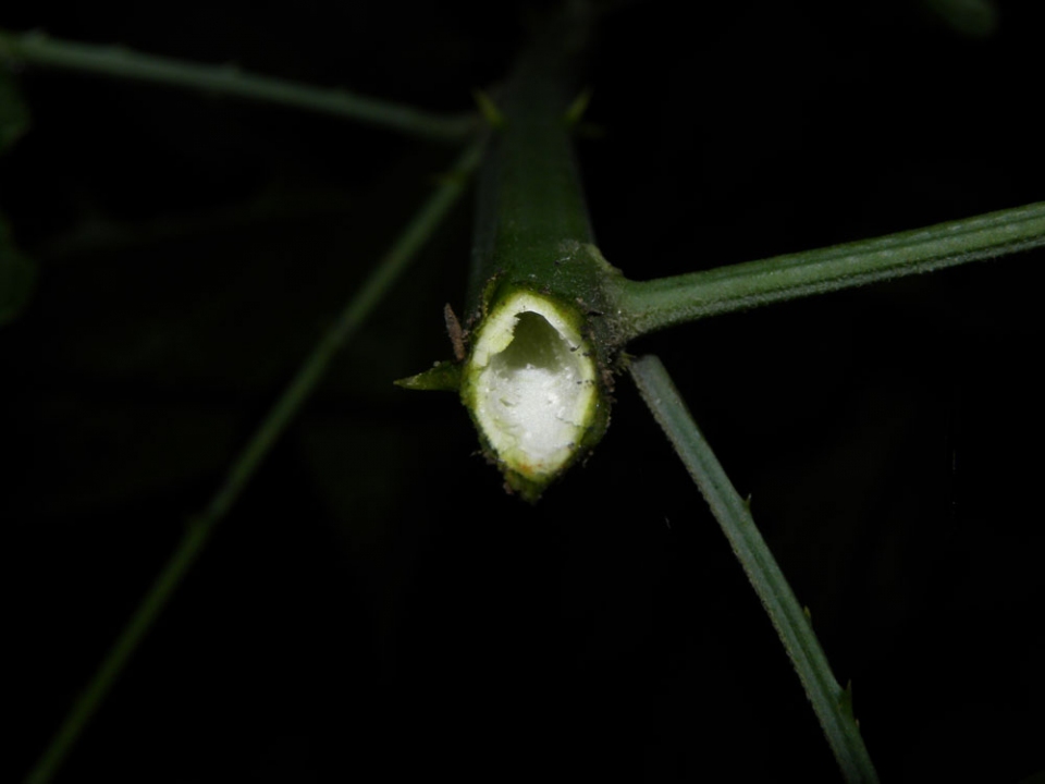 hollow stem GRO Big Red