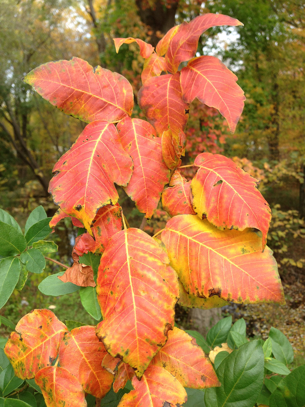poison ivy fall color GRO Big Red