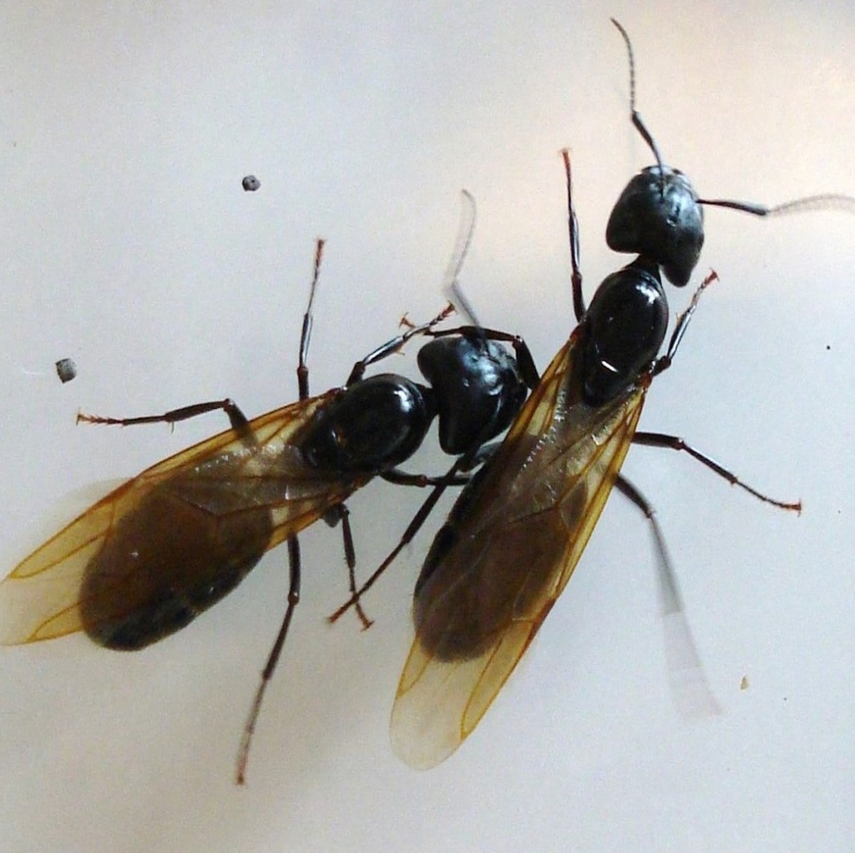 Alates Insect Carpenter ants alates – GRO Big Red